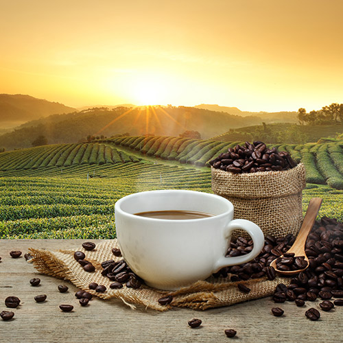 Kaffeeplantage